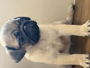 Mopsz kiskutya kisfiú - kép 3