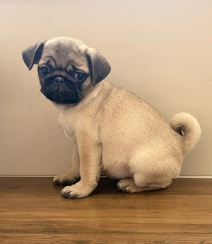 Mopsz kiskutya kisfiú - kép 4