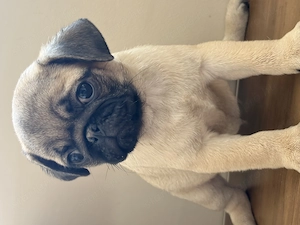 Mopsz kiskutya kisfiú - kép 2