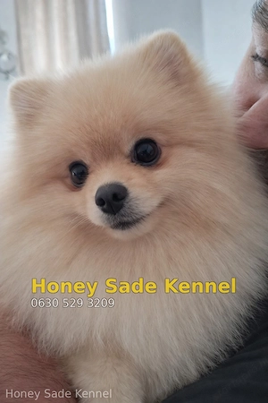 Pomeraniai törpe spitz kan - kép 3