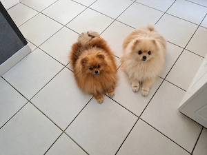 Pomeraniai törpe spitz kan - kép 2