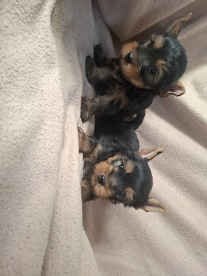 Mini méretű fajtiszta yorki babák eladóak. - kép 5