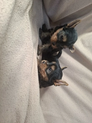 Mini méretű fajtiszta yorki babák eladóak. - kép 3