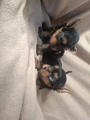 Mini méretű fajtiszta yorki babák eladóak. - kép 4
