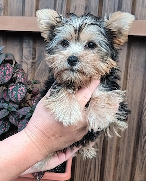 Gazdit keres egy yorkshire terrier (yorki) kiskutya. - kép 4