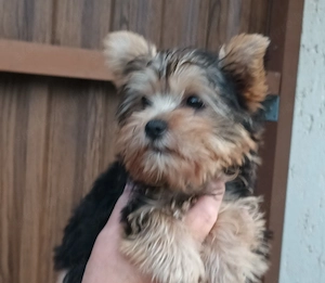 Gazdit keres egy yorkshire terrier (yorki) kiskutya. - kép 2