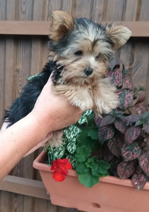 Gazdit keres egy yorkshire terrier (yorki) kiskutya. - kép 3