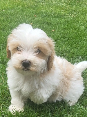 Maltipoo Cegléden  - kép 2