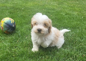 Maltipoo Cegléden  - kép 3