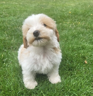 Maltipoo Cegléden  - kép 4