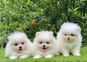 Pomerániai törpe spitz kiskutyák