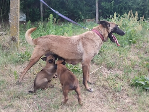 Malinois , Belga juhász ,Mali  - kép 2