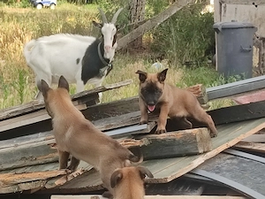 Malinois , Belga juhász ,Mali  - kép 6