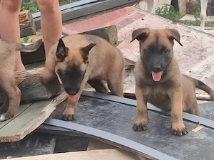 Malinois , Belga juhász ,Mali  - kép 9