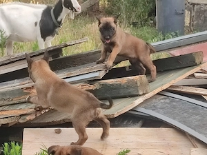 Malinois , Belga juhász ,Mali  - kép 7
