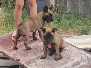 Malinois , Belga juhász ,Mali  - kép 5