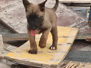 Malinois , Belga juhász ,Mali  - kép 3