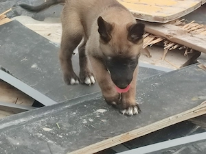 Malinois , Belga juhász ,Mali  - kép 4
