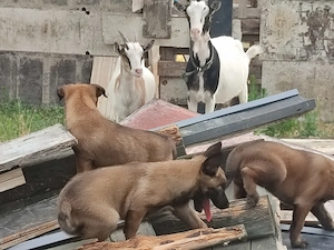 Malinois , Belga juhász ,Mali  - kép 8