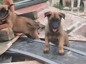 Malinois , Belga juhász ,Mali  - kép 10