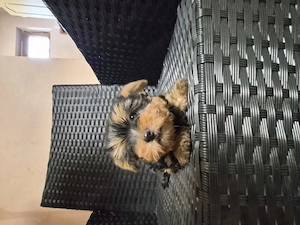 Yorksire terrier - kép 3