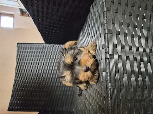 Yorksire terrier - kép 2