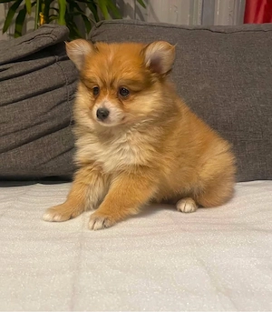 Pomerániai Törpe Spitz kiskutyák Pomerániai Törpespicc kiskutyák - kép 2