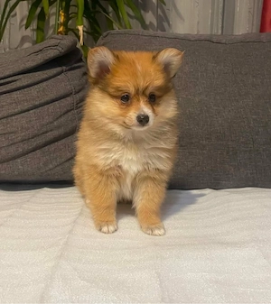 Pomerániai Törpe Spitz kiskutyák Pomerániai Törpespicc kiskutyák