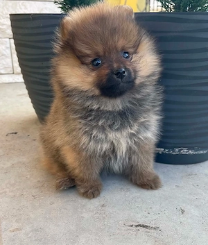 Pomerániai Törpe Spitz kiskutyák Pomerániai Törpespicc kiskutyák - kép 3