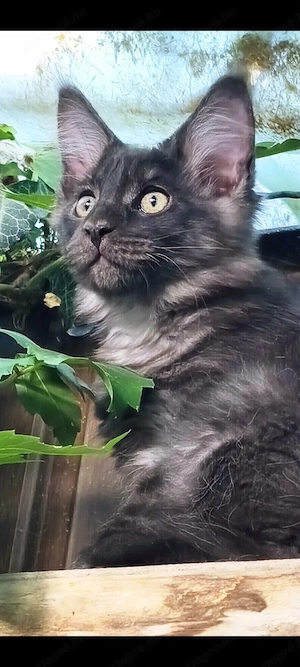 Maine coon kandúr - kép 4