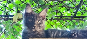 Maine coon kandúr - kép 3