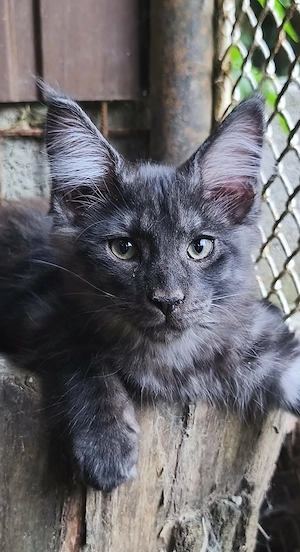 Maine coon kandúr