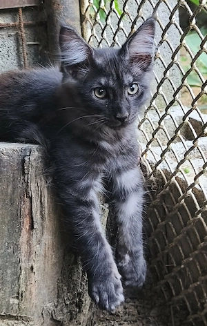 Maine coon kandúr - kép 2
