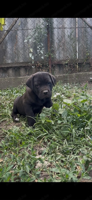 Cane corso kolykok  - kép 4