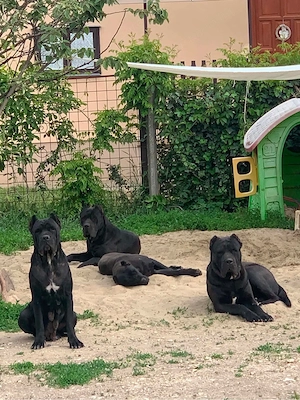 Cane corso kolykok  - kép 5