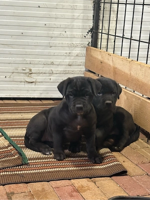 Cane corso kolykok  - kép 3