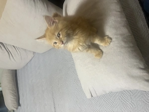 Maine Coon kiscicák - kép 4