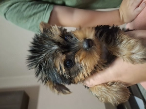 Yorki babák máshol rosszulkodnának!  - kép 2