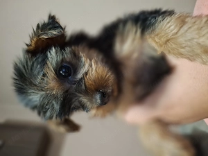 Yorki babák máshol rosszulkodnának!  - kép 5