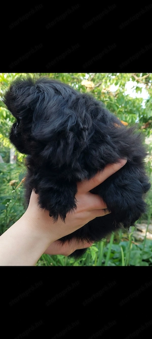 Pekingi palotapincsi kan kölyök kutya - kép 2