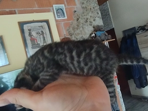 Faszén beng áli kiscic k - kép 5