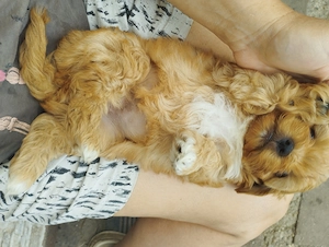 Bichon havanese kiskuty k - kép 4