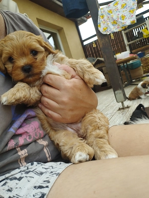 Bichon havanese kiskuty k - kép 3