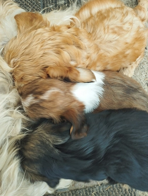Bichon havanese kiskuty k - kép 2