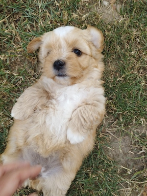 Bichon havanese kiskuty k - kép 5