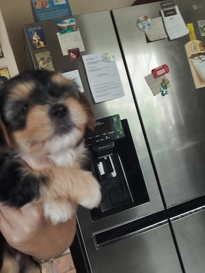 Bichon havanese kiskuty k - kép 7