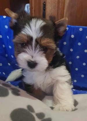 Gyönyörű Biewer Yorki Yorkshire terrier 2 hónapos  1 kisfiú keresi szerető családját! - kép 2