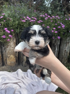 Különleges Bichon Havanese kiskutya - kép 2