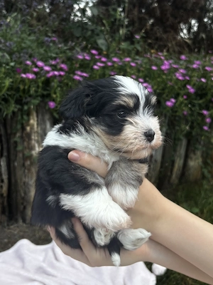 Különleges Bichon Havanese kiskutya - kép 3