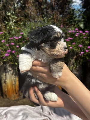 Különleges Bichon Havanese kiskutya - kép 4